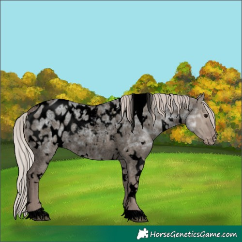 Horse Color:Void White Spotted Silver Grullo Ice Roan Appaloosa Rabicano 