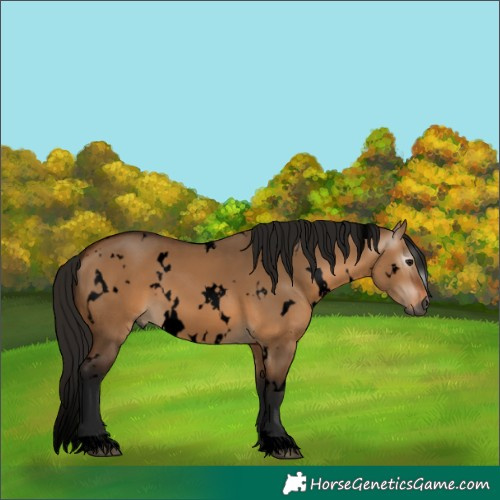 Horse Color:Gray Void White Spotted Bay Dun 