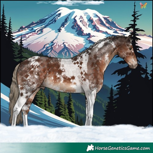 Horse Color:Liver Chestnut Sabino Tobiano 