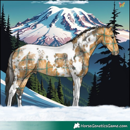 Horse Color:Plaid  White Spotted Buckskin Ice Tobiano 