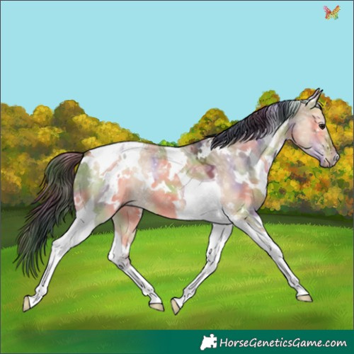 Horse Color:Nacre White Spotted Bay Ice Dun Tobiano 