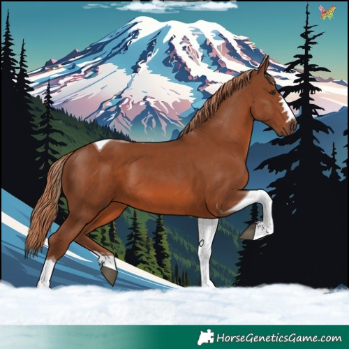 Horse Color:Chestnut Tobiano 
