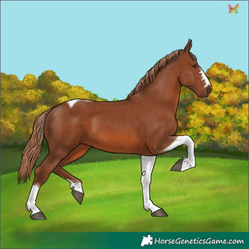 Horse Color:Chestnut Tobiano 