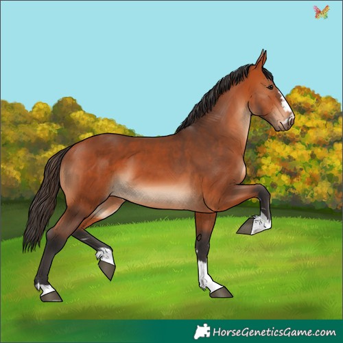 Horse Color:Bay 