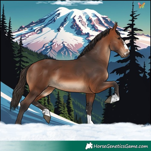 Horse Color:Bay 