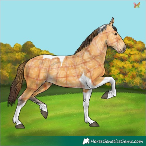 Horse Color:Plaid  Buckskin Ice Tobiano 