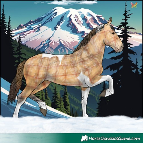 Horse Color:Plaid  Buckskin Ice Tobiano 