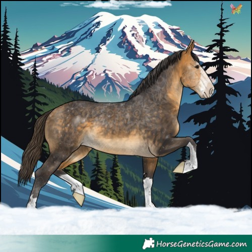 Horse Color:Buckskin 