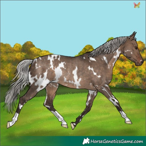 Horse Color:White Spotted Silver Brown Dun Rabicano 