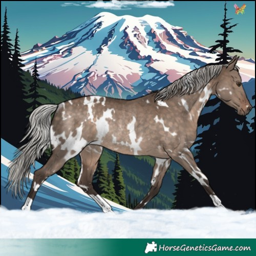 Horse Color:White Spotted Silver Brown Dun Rabicano 