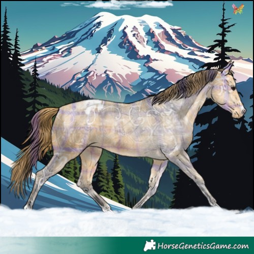 Horse Color:Plaid  Buckskin Ice Appaloosa 