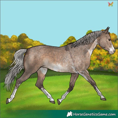 Horse Color:Silver Brown Dun Sabino 