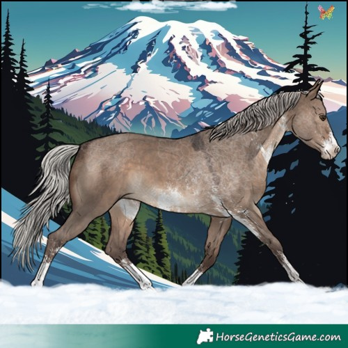 Horse Color:Silver Brown Dun Sabino 