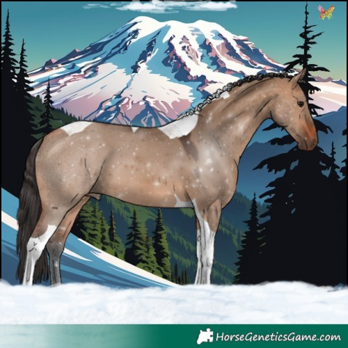 Horse Color:Bay Dun Tobiano 