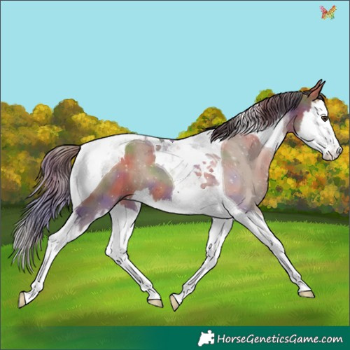 Horse Color:Nacre Liver Red Dun Splash Tobiano