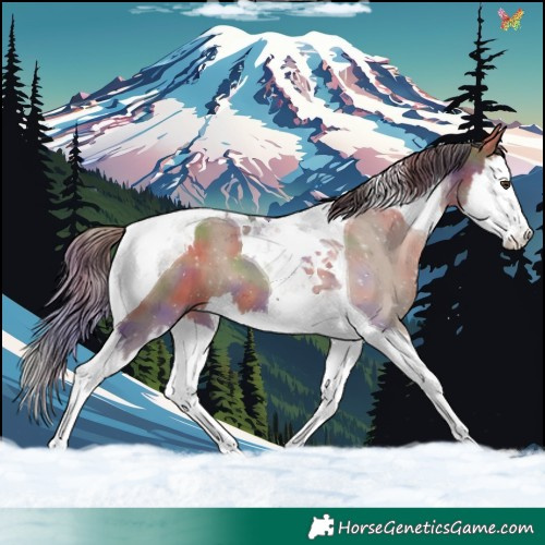 Horse Color:Nacre Liver Red Dun Splash Tobiano 