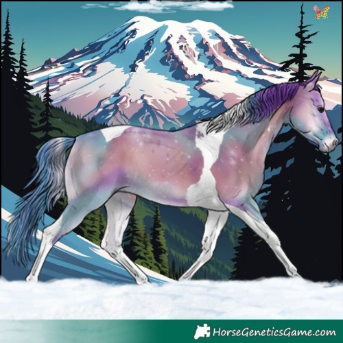 Horse Color:Watercolor Smoky Grullo Onyx Tobiano 