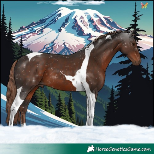 Horse Color:Liver Chestnut Tobiano 