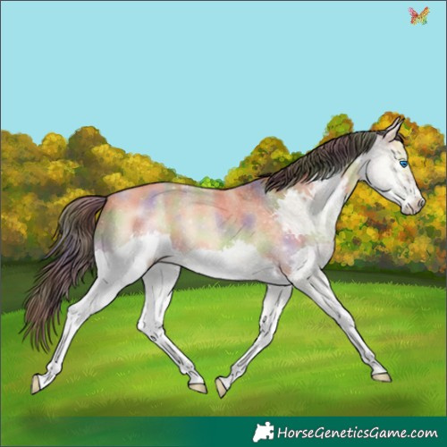 Horse Color:Nacre Buckskin Dun Splash