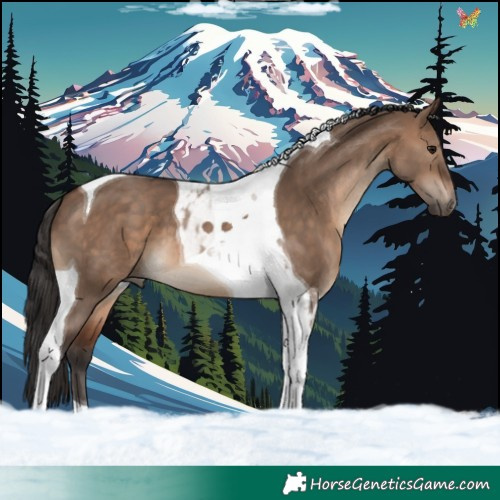 Horse Color:Brown Dun Tobiano 