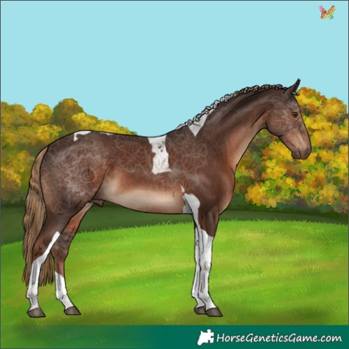 Horse Color:Liver Chestnut Tobiano 