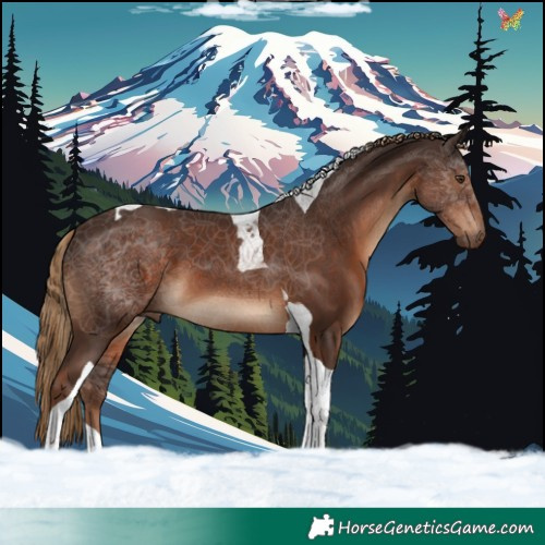 Horse Color:Liver Chestnut Tobiano 