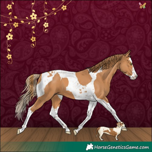 Horse Color:Chestnut Splash Tobiano 