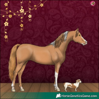 Horse Color:Chestnut Splash Tobiano 