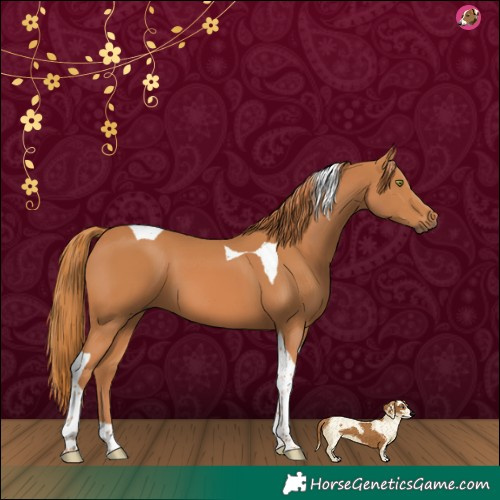 Horse Color:Chestnut Tobiano 