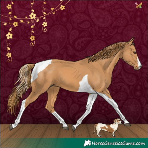 Horse Color:Chestnut Tobiano