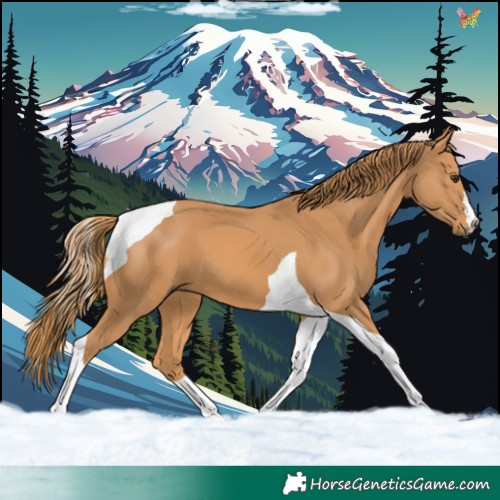 Horse Color:Chestnut Tobiano