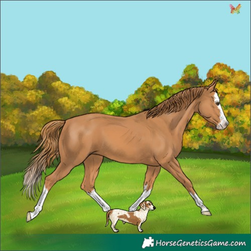 Horse Color:Chestnut Splash 