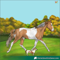 Horse Color:Chestnut Splash Tobiano