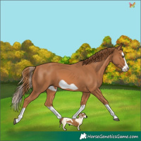 Horse Color:Chestnut Splash Frame
