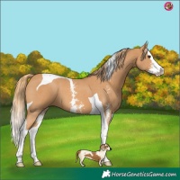 Horse Color:Chestnut Sabino Splash Tobiano