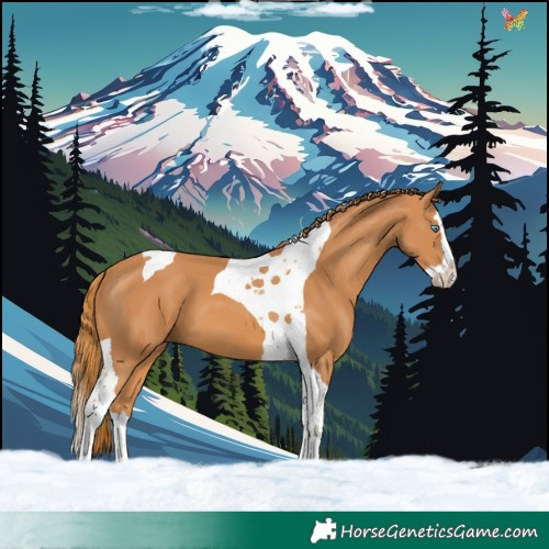 Horse Color:Chestnut Splash Tobiano 