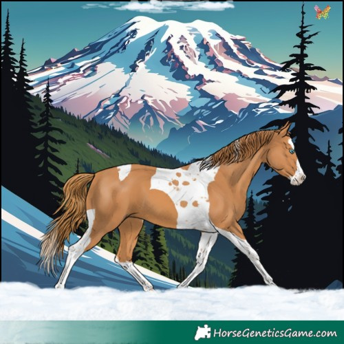 Horse Color:Chestnut Splash Tobiano 