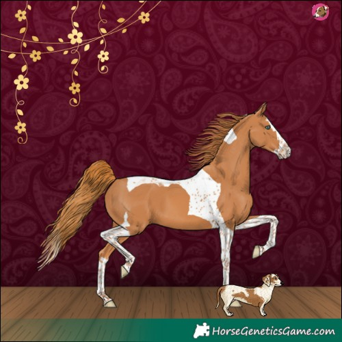 Horse Color:Chestnut Splash Tobiano 