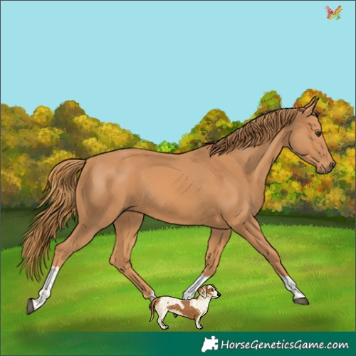 Horse Color:Chestnut Tobiano