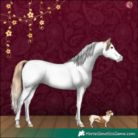 Horse Color:Chestnut Splash Tobiano