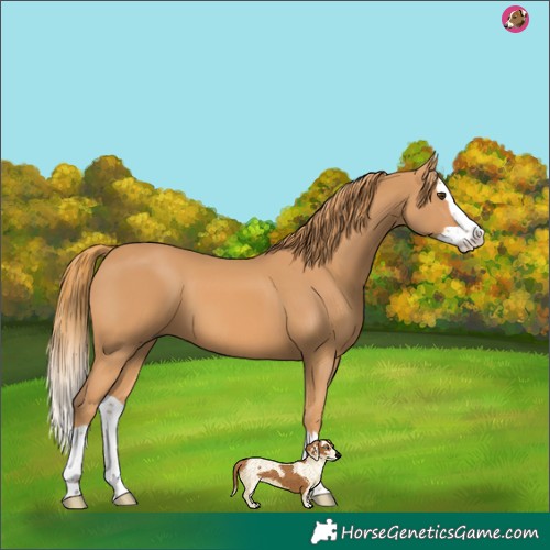 Horse Color:Chestnut Splash
