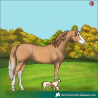 Horse Color:Chestnut Splash 