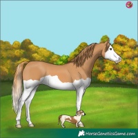 Horse Color:Chestnut Splash 