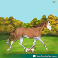 Horse Color:Chestnut Splash