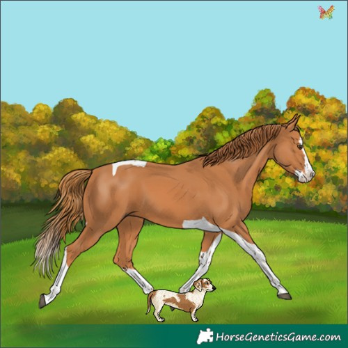 Horse Color:Chestnut Splash Tobiano 
