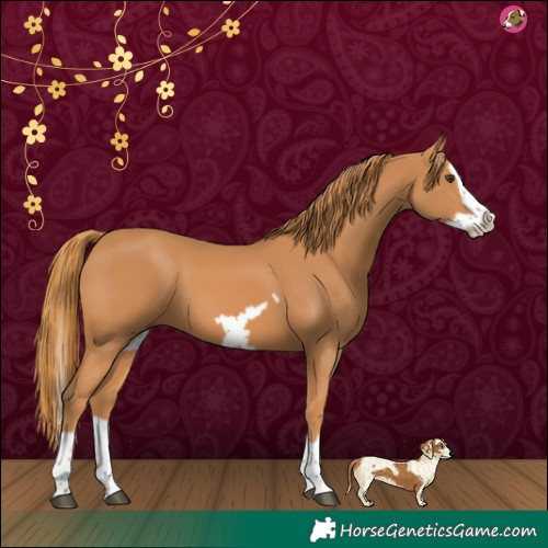 Horse Color:Chestnut Splash Frame 