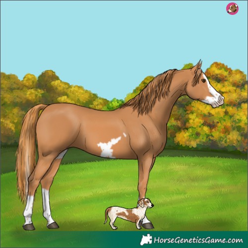 Horse Color:Chestnut Splash Frame 