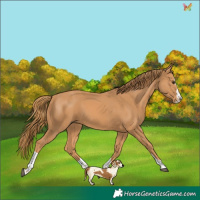 Horse Color:Chestnut Splash Tobiano