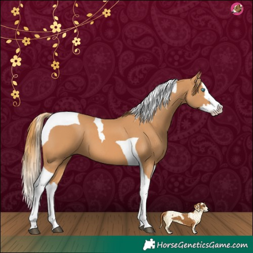 Horse Color:Chestnut Splash Tobiano
