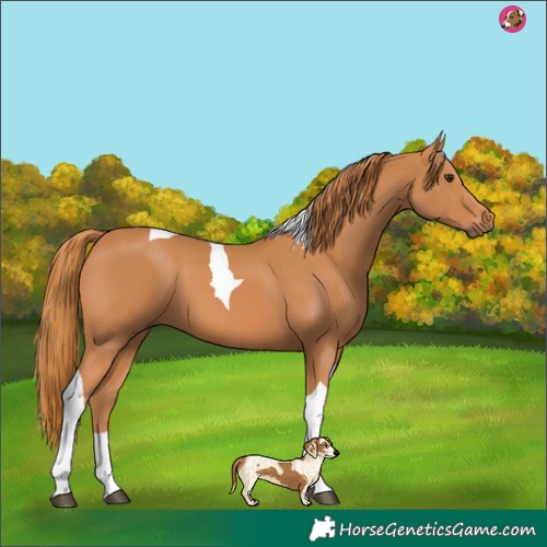 Horse Color:Chestnut Tobiano 